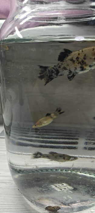 Рибки акваріумні