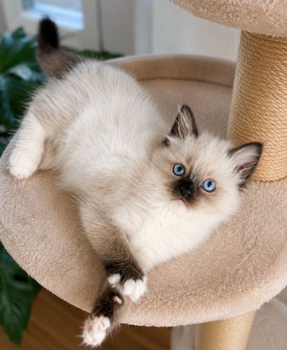 Ragdoll kotki i kocurki polecają się do rezerwacji Cloe*PL FPL