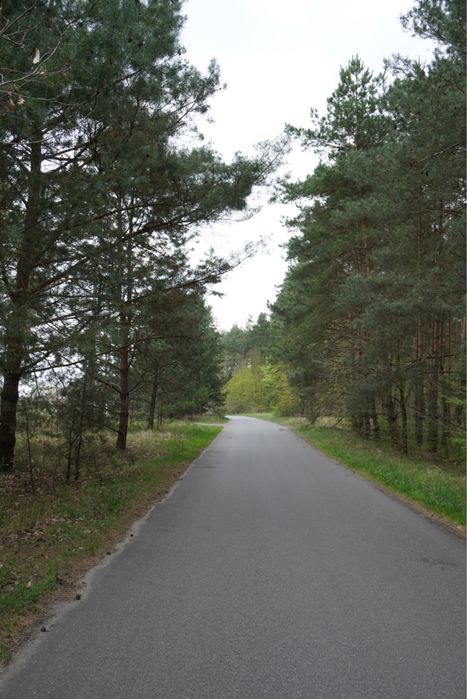 Działka blisko lasu