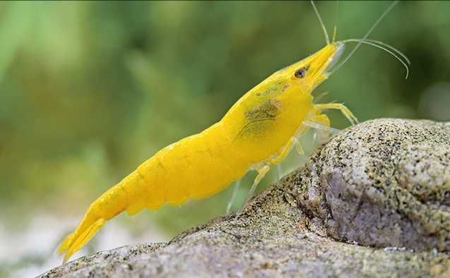 Camarões várias espécies - água quente