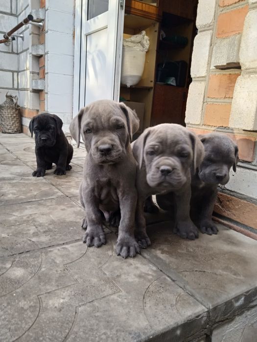 Продаж елітних,чистокровних , Кане корсо, Cane сorso ,( Italia )