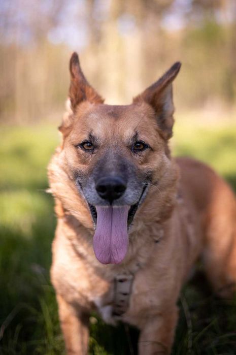 Irys - pilnie potrzebuje dobrego człowieka ADOPCJA