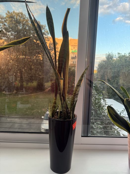 Сансевієрія вазон