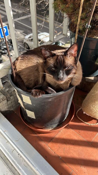 Dois gatos de Tonkine para adoção responsável