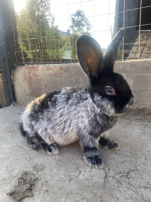 Велике Світле Срібло