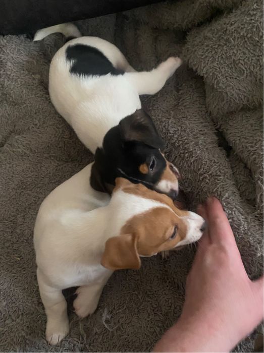 Джек Рассел Терьер- КСУ