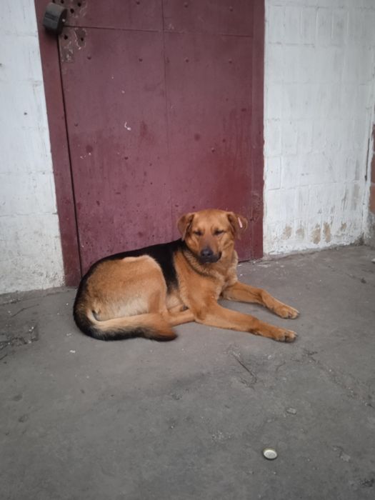 Шукаю господаря і друга.