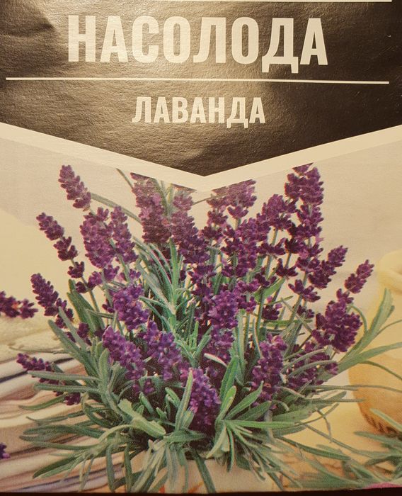 Лаванда у горщиках, чудова коренева