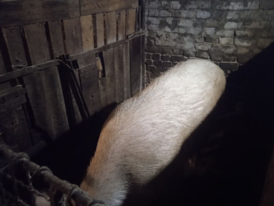 Свини на продажу