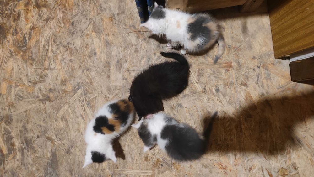 Продам британских котят с прямыми ушками