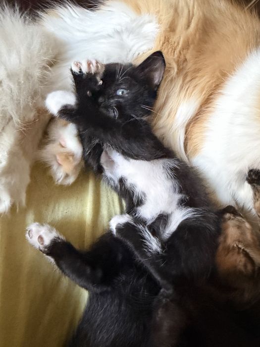 Котята Ірпінь віддам безкоштовно