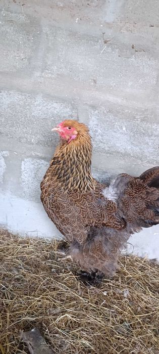 Ovos galinha Brahma Perdiz Gold