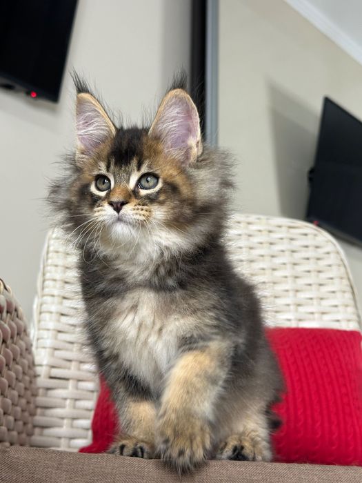 Dracarys- Kocurek Maine Coon