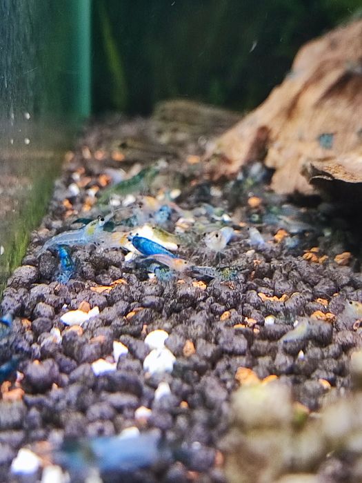 Camarões Neocaridina