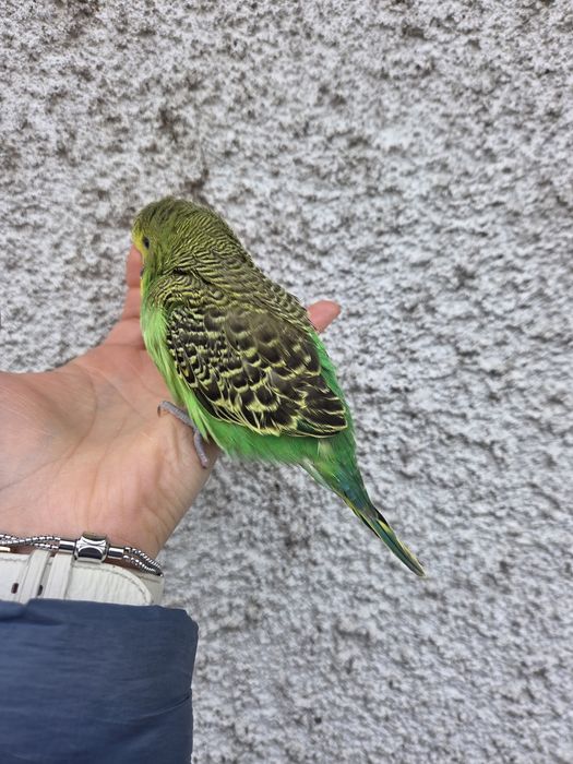 Periquitos Domesticados Top