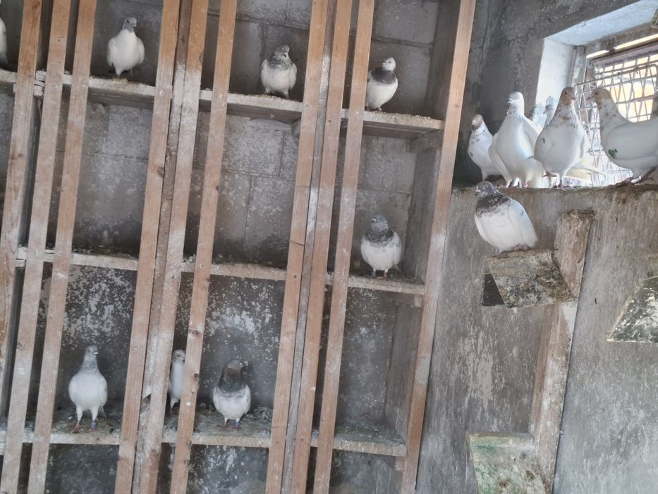 Sprzedam gołębie