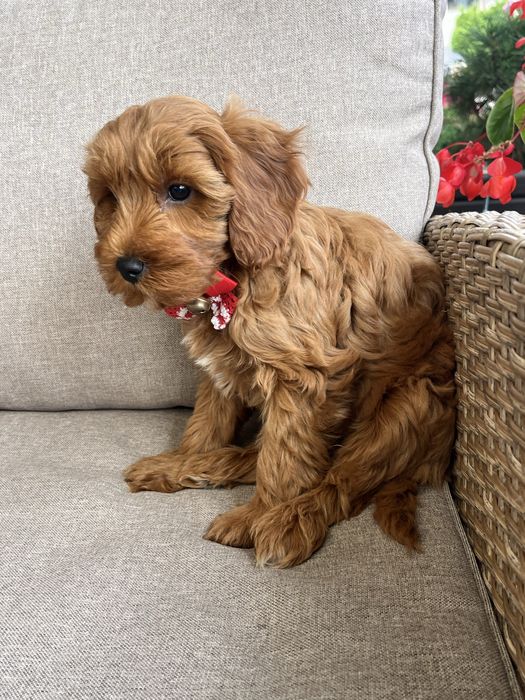 Piesek cavapoo gotowy do odbioru