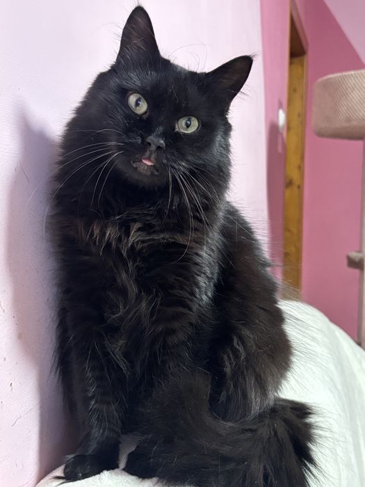 Красива кішечка у добрі руки