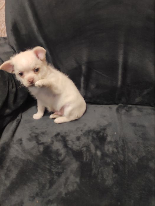 Чихуахуа мальчик