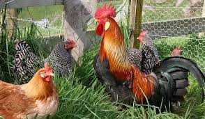 KURY KOKOSZKI KURCZAKI HURT-DETAL. Kurki z jajkiem. Dostawa Gratis