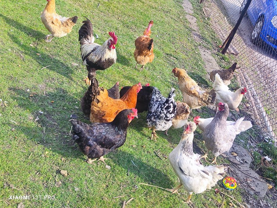 Kolorowe jaja lęgowe