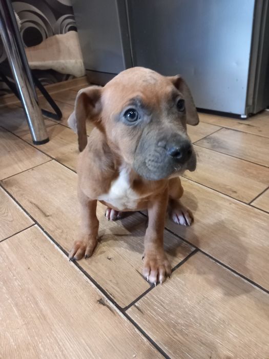 Стафорширський терьер