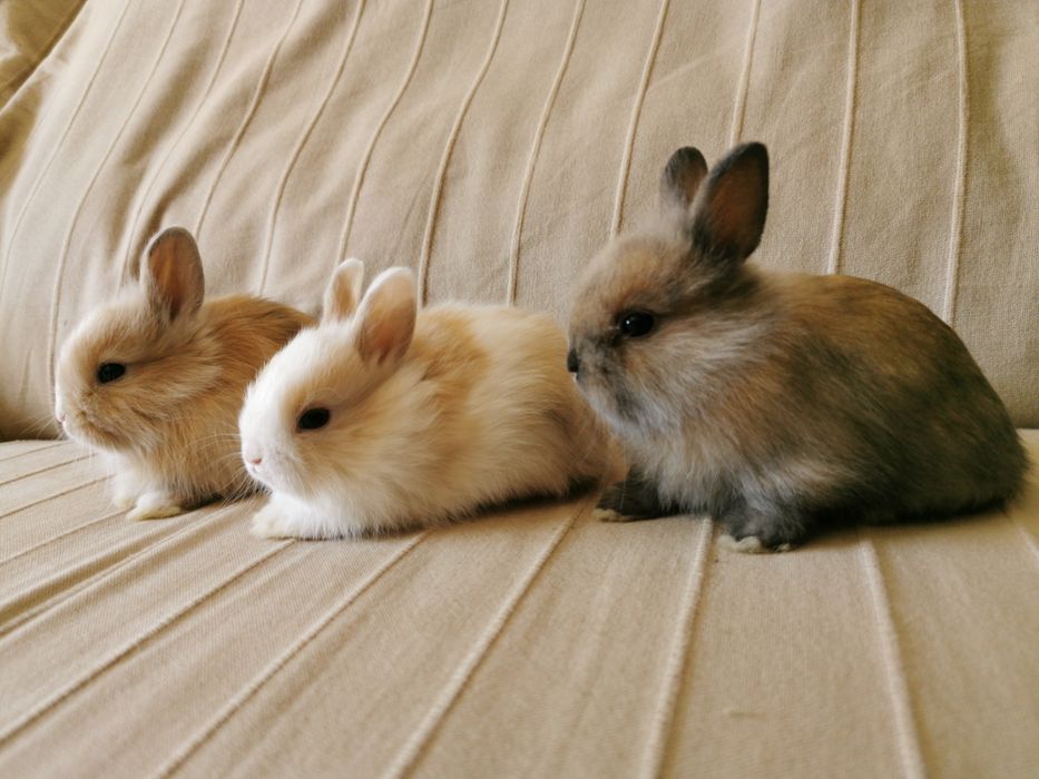 KIT Coelhos anões mini holandês e minitoy super meigos