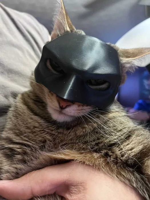 Maska dla kota Batman Bat-Cat Przebranie Strój Halloween TikTok Viral