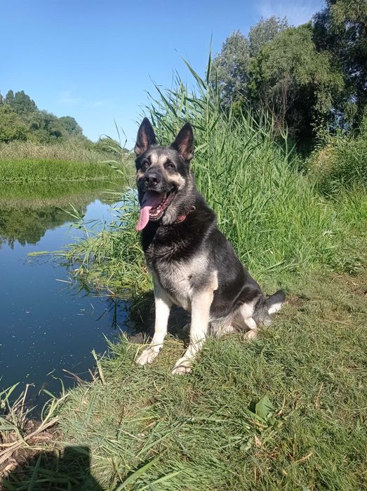 Кобель-производитель Восточно-европейской овчарки(ВЕО).В наличии щенки