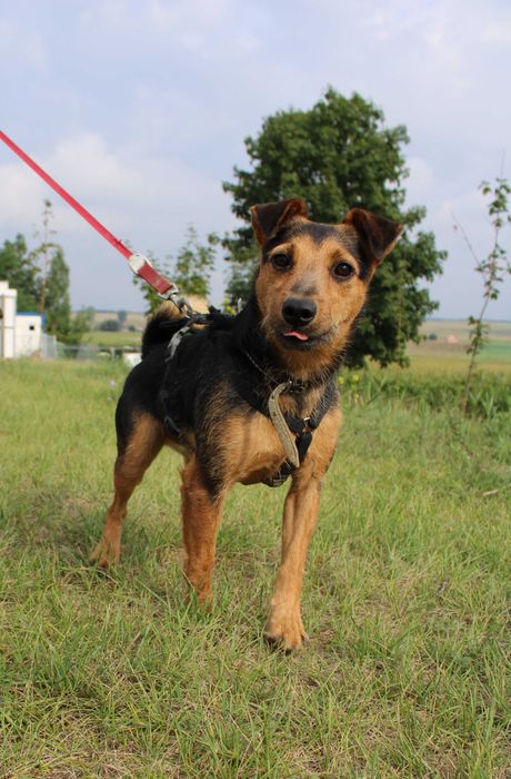 KOFI terier młody kochany adopcja schronisko