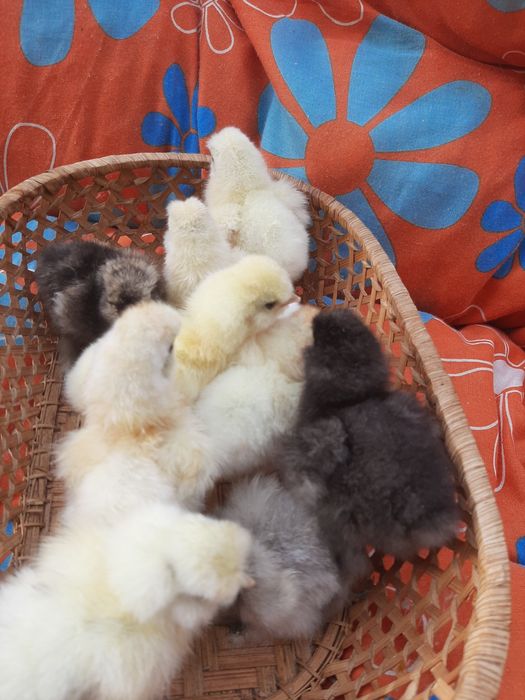 Яйце на інкубацію  кітайскі шовкові