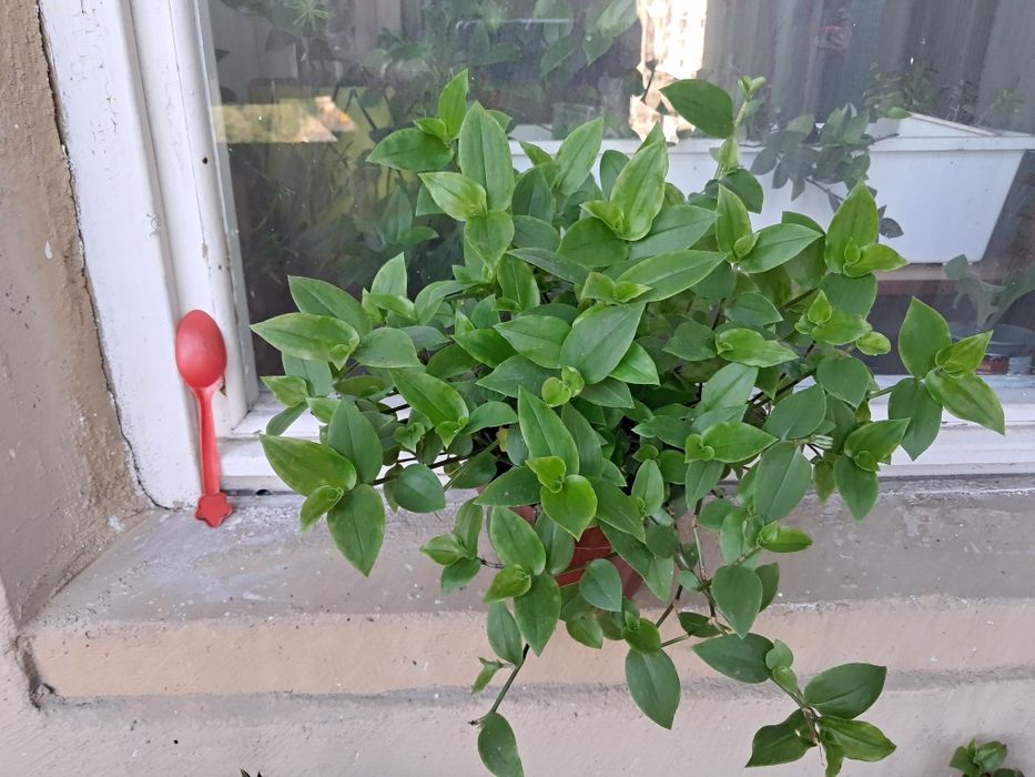 Традесканції різні розмір