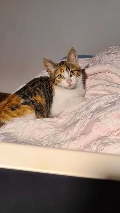 Brigitte-  gatinha bebe (4Meses) para adoção