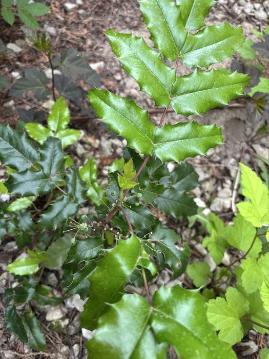 Mloda sadzonka Mahonia