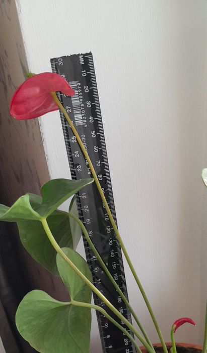 Артуріум червоний.  Чоловіче щастя.