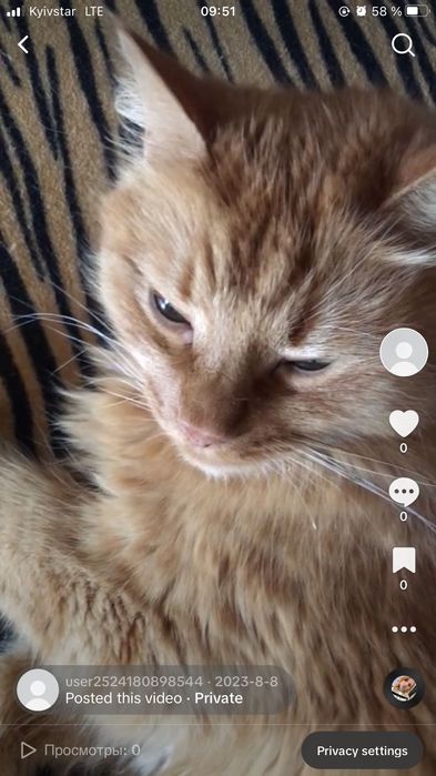 Потерялся КОТ, на трассе возле Каменского Днепропетровской области