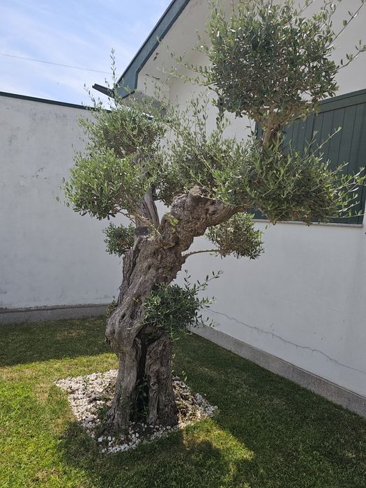 Oliveira centenaria