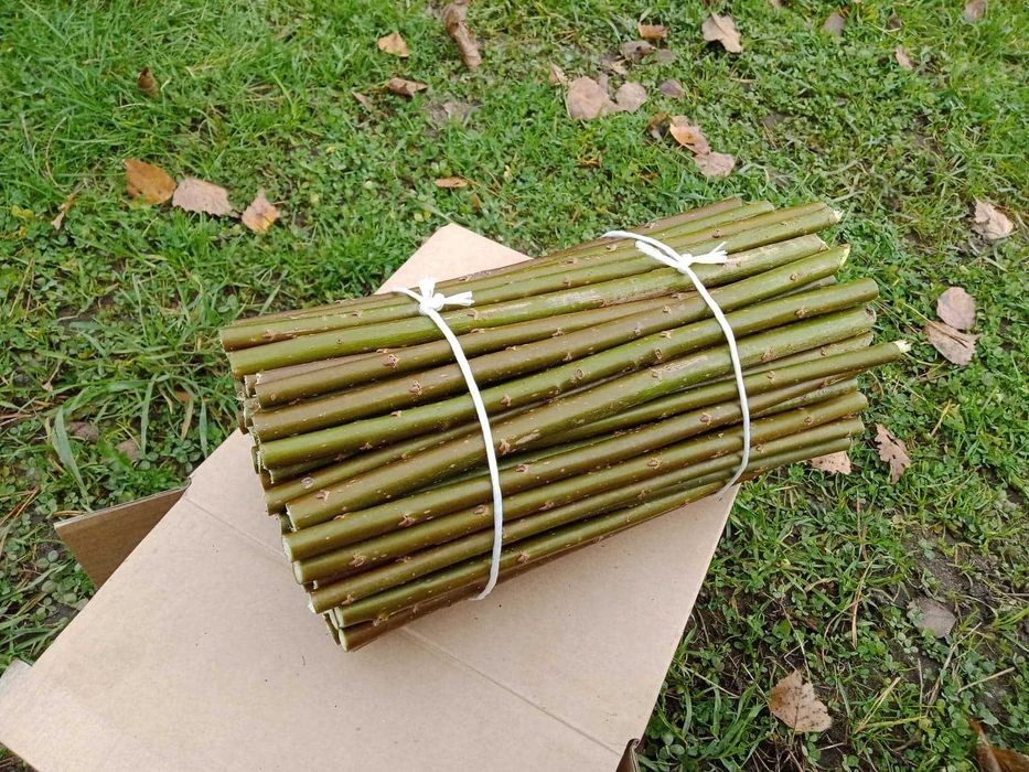 Sztobry sadzonki wierzby energetycznej 300 sztuk