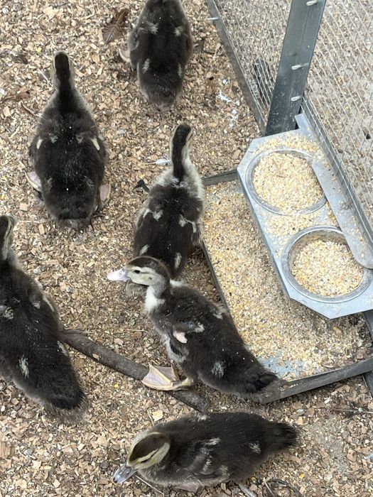 Patos mudos com 1mes