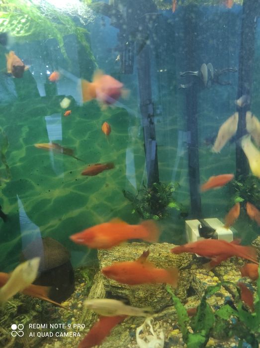 Rybki molinezje małe.