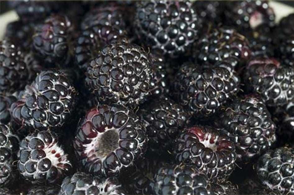 Sadzonka 2 letnia Malina Czarna , malina biała Miododajne ! CAC