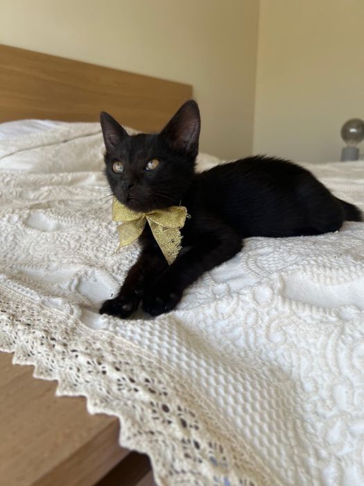 Gatinho para adoção