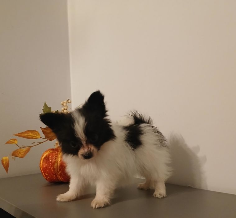 Spaniel Kontynentalny Miniaturowy Papillon