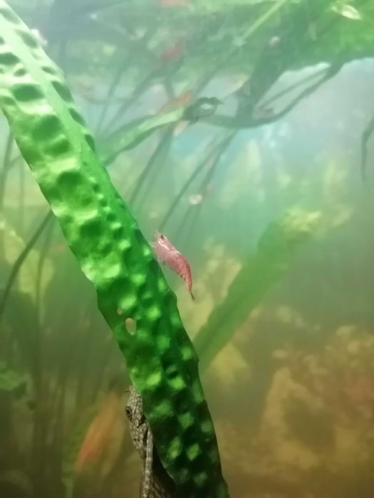 Krewetka Red cherry akwariowa