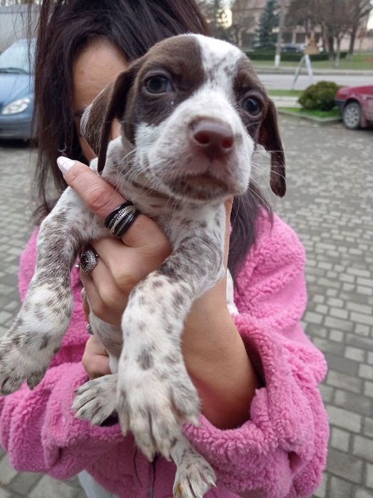 Цуценята породи долматина недорого дівчинка