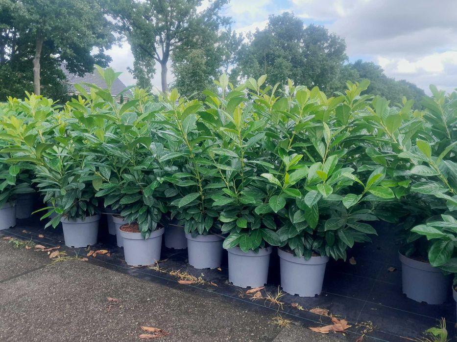 Laurowiśnia wschodnia Caucasica, Novita! Prunus! Do 200 cm! Sadzimy!