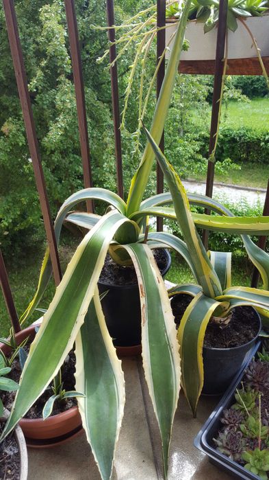 Agawa Amerykańska 'Variegata' duża zielono żółta