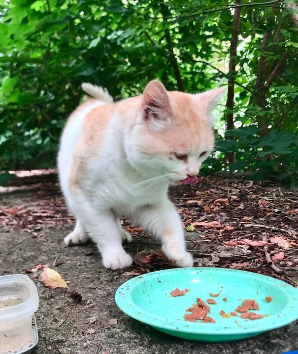 Шикарний молодий котик