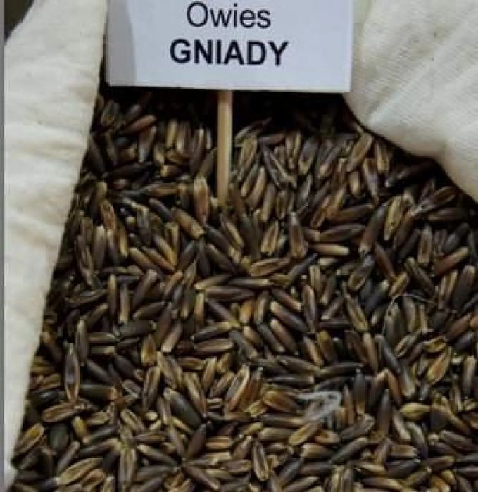 Owies gniady ekologiczny ciemny