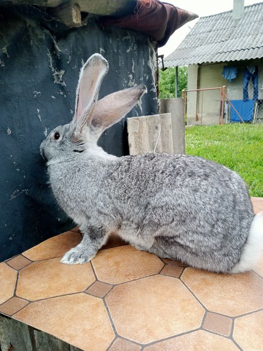 Кролі Шиншила різного віку